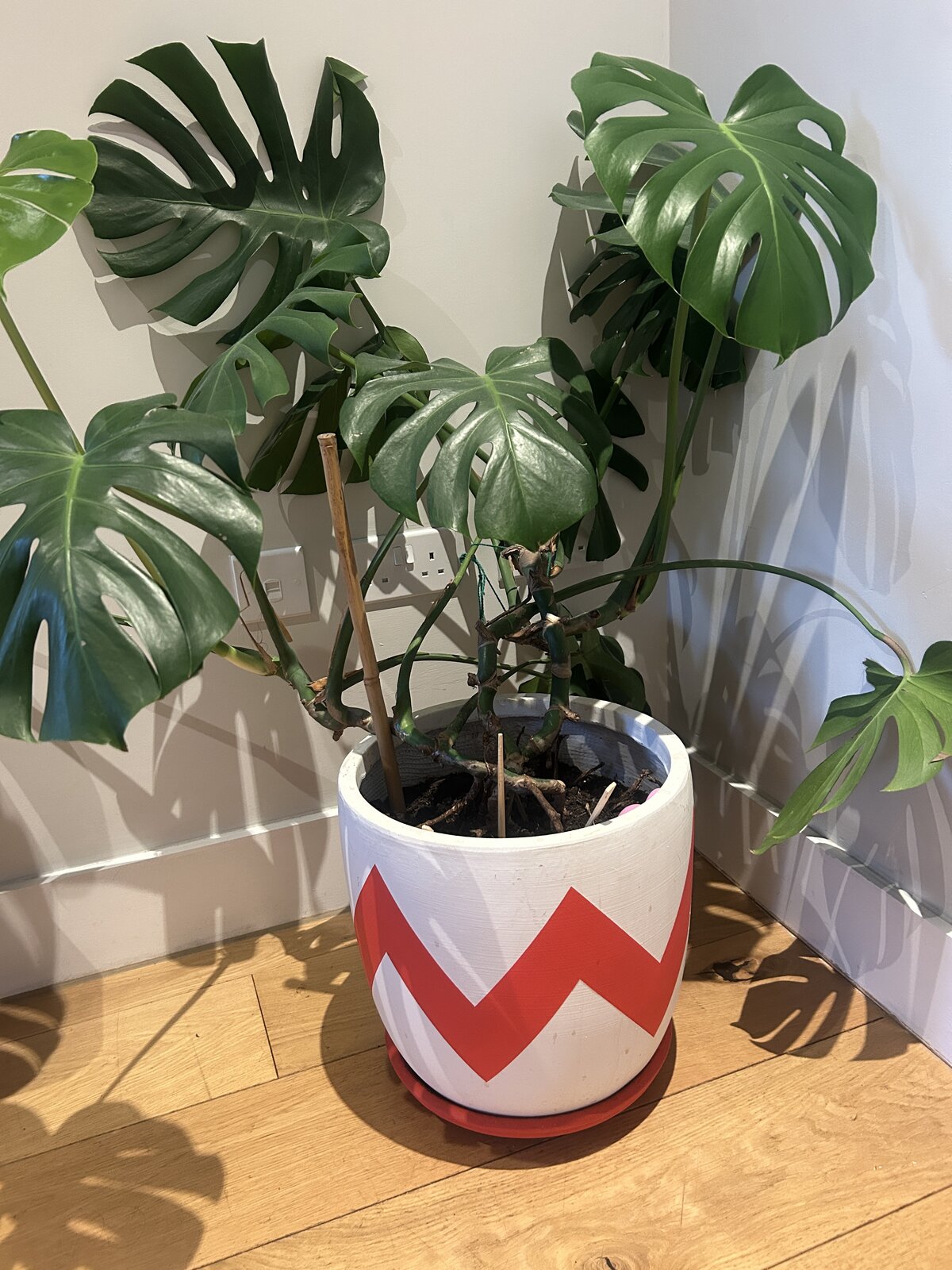The Pow Pots plant pot holding a large Monstera in the hallway